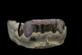 8 Gold Teeth: Stone Encrusted Piece Front Bar with K9's image 3