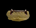 6 Gold Teeth: 10k Extended Fangs With Front Bridge Bottom image 1