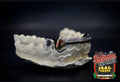 4 Teeth: Stone Encrusted Front Bar & Solid K9's image 2